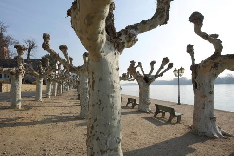 Rhine promenade with gnarled plane trees, bare plane trees, waterfront, Platanus acerifolia, empty