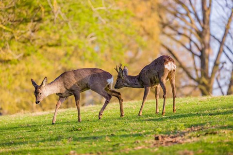 One young Roe Deer buck, (Capreolus capreolus), is interested in a doe, sniffing on her