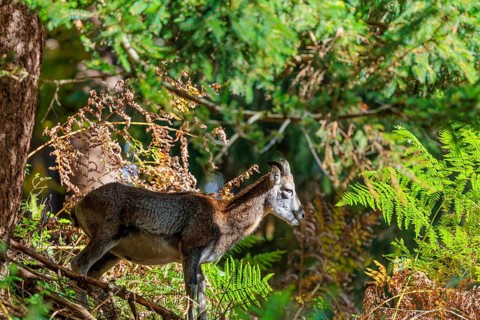A female European mouflon (Ovis aries musimon) stands in the dense undergrowth of a forest on a
