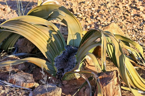 A dry landscape with a desert plant and green leaves in the sunlight, surrounded by stones, The