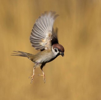 Eurasian Tree Sparrow (Passer montanus) flying, Utrecht, Netherlands