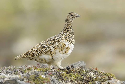 Rock Ptarmigan (Lagopus muta) female, Alaska, USA