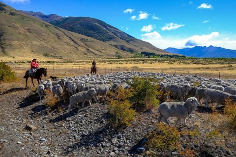 El Calafate, Patagonia, Argentina, gauchos on horseback drive a flock of sheep through the