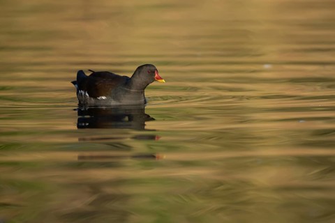 Moorhen (Gallinula chloropus) adult bird on a lake, England, United Kingdom