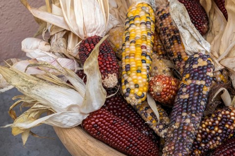 Corn (Zea mays), husk with coloured corn, corn cobs in different colours, Kaltern, South Tyrol,