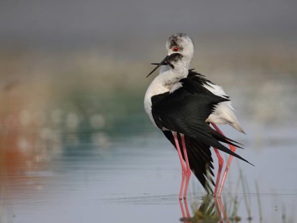 Black-winged Stilt (Himantopus himantopus) pair displaying, Spain