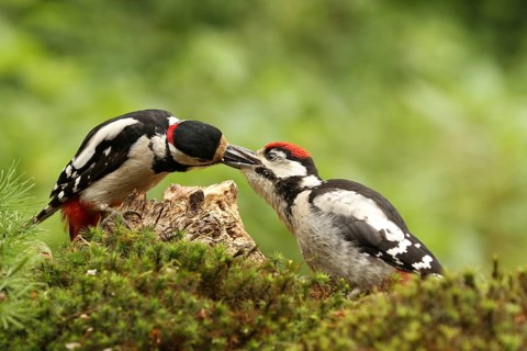 Great Spotted Woodpecker (Dendrocopos major) juvenile, Lower Saxony, Germany