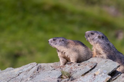 One adult Alpine Marmot, Marmota marmota, and one young marmot sitting resting on a rocky rim