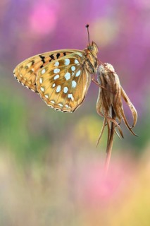 Flügel-Unterseite Großer Perlmuttfalter (Speyeria aglaja)