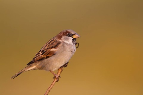 House Sparrow - Haussperling - Passer domesticus ssp. domesticus, adult male, Germany