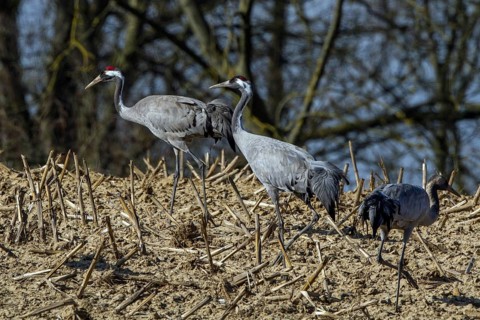 Common Crane (Grus grus) foraging, Mecklenburg-Western Pomerania, Germany