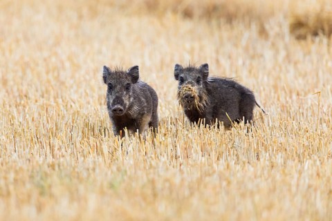 Wild boar (Sus scrofa), two piglets on a field of stubble, looking alert, Hesse, Germany