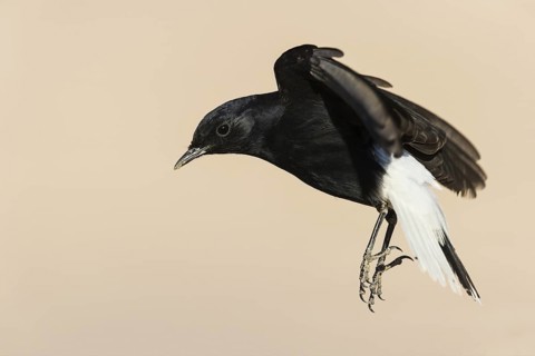 White-crowned Wheatear (Oenanthe leucopyga) flying, Eilat, Israel
