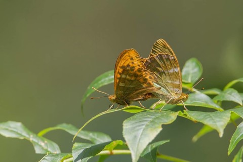 Silver-washed fritillary butterfly (Argynnis paphia) two adult butterflies insects mating on tree
