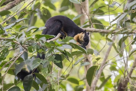 Black giant squirrel (Ratufa bicolor), Kaeng Krachan National Park, Phetchaburi Province, Thailand