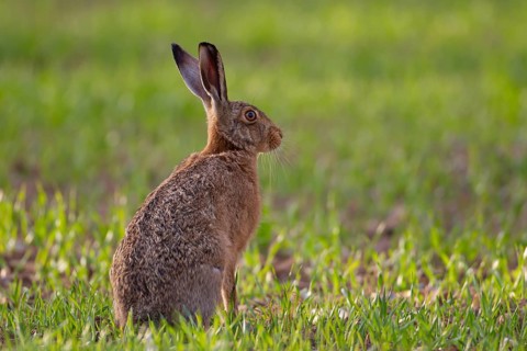 European brown hare (Lepus europaeus) adult animal in a farmland cereal crop in the spring,