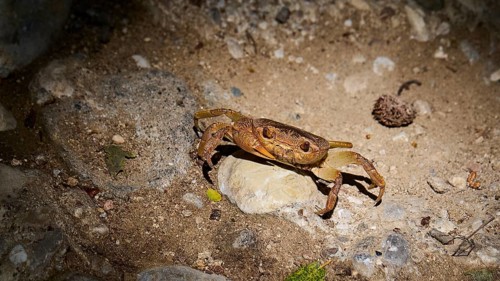 A freshwater crab (Potamon potamios) on sandy ground surrounded by stones in the play of light,