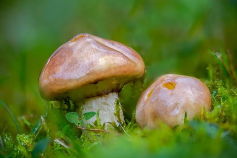 Butter bolete, butter mushroom, slippery jack, suillus luteus, fungi, fungus, mushrooms