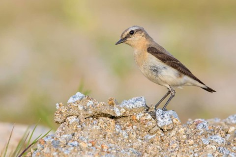 Northern Wheatear (Oenanthe oenanthe) female, Poland