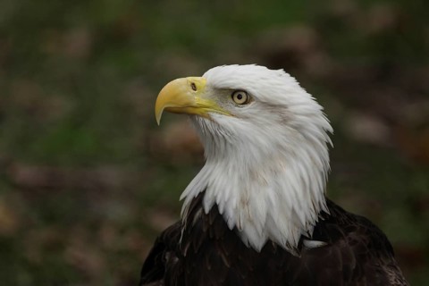 Portrait of the bald eagle (Haliaeetus leucocephalus) in Homosassa, Florida, USA, captive