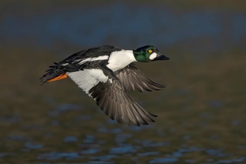Common Goldeneye (Bucephala clangula) male flying, Alaska, USA