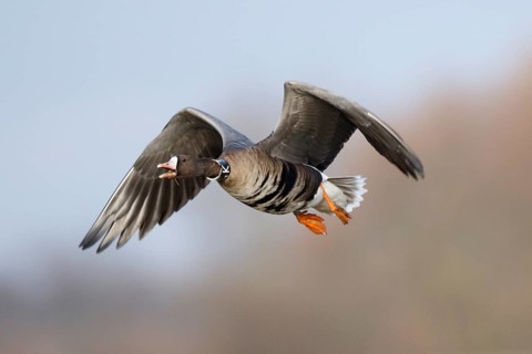Greater White-fronted Goose (Anser albifrons) flying, North Rhine-Westphalia, Germany