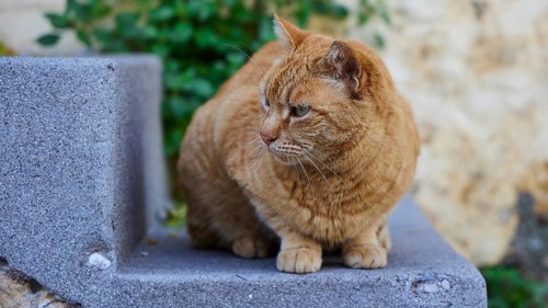 Orange cat sitting on a stone staircase, looking attentively, green leaves in the background, cats,