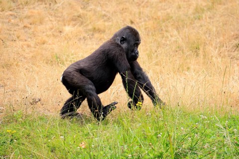 Western gorilla (Gorilla gorilla), young animal, running, in a meadow