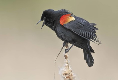 Red-winged Blackbird (Agelaius phoeniceus) male, British Columbia, Canada