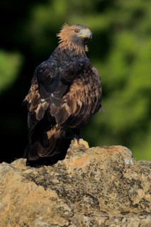 Golden Eagle (Aquila chrysaetos) male, Andalusia, Spain