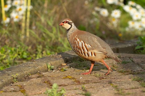 Red legged or French partridge (Alectoris rufa) adult bird on an urban garden patio, England,