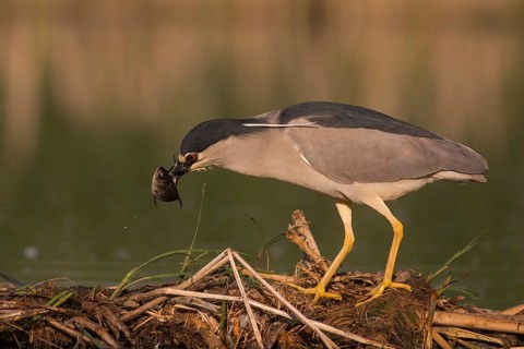Black-crowned Night Heron (Nycticorax nycticorax) with fish prey in beak, Subotica, Serbia