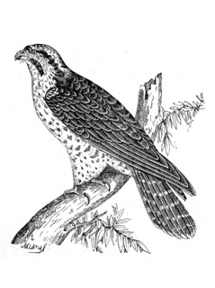 Edelfalke, Falcon, Falco gentilis, Illustration from 1880, Historical, digital reproduction of an