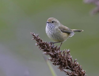 Brown Thornbill (Acanthiza pusilla), Victoria, Australia