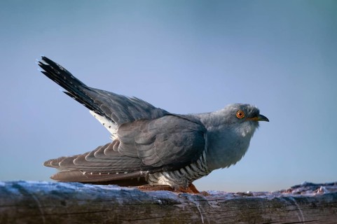 Cuckoo, cuculus canorus, cuckoo, birds, birds