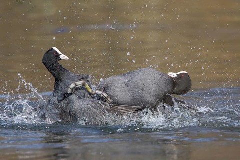 Two coots (Fulica atra) fighting in the water and causing splashing spray, Hesse, Germany