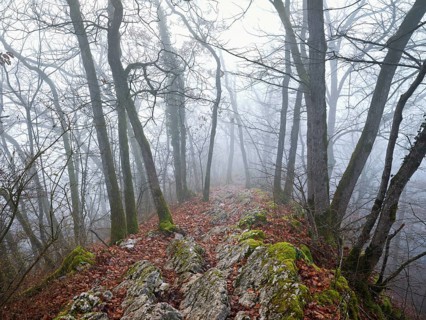 Trees surrounded by moss-covered, distinctive limestone formation, Lägerngrat, Baden, Canton