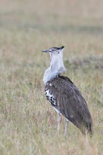 Kori Bustard (Ardeotis kori), Masai Mara, Kenya