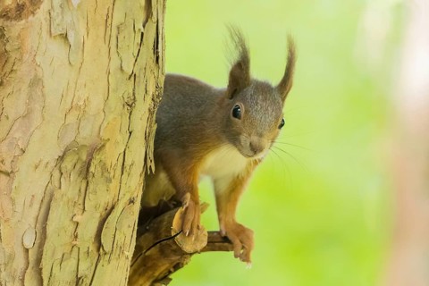 A squirrel (Sciurus vulgaris) on a tree trunk in a green environment, Hesse, Germany