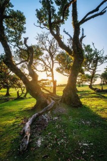 Centuries-old til trees in fantastic magical idyllic Fanal Laurisilva forest on sunset. Madeira