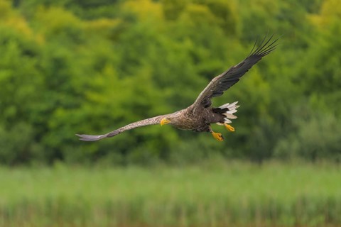 White-tailed eagle (Haliaeetus albicilla), in flight over a landscape of reeds and lakes,