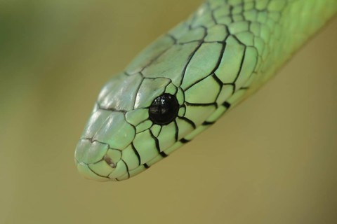 Western green mamba (Dendroaspis viridis), close-up of snake head with reticulated stripes, captive
