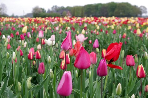 Tulips (Tulipa), tulip bed, colourful, closed flower-bed, bouquet, A flower bed with many different