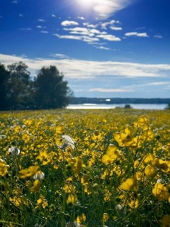 Flower meadow, buttercup, buttercup (Ranunculus acris), behind Lake Starnberg, Bavaria, Germany