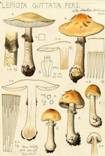 Mushroom, fungi, Lepiota guttatata, umbrella mushroom, authentic reproduction of an illustration by
