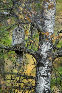 Ural Owl (Strix uralensis yenisseensis) juvenile perched on a branch, Töv-Aimag, Mongolia