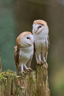 Pair of barn owls (Tyto alba) Bavaria, Germany