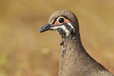 Squatter Pigeon (Geophaps scripta peninsulae), Queensland, Australia