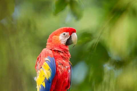 Scarlet macaw