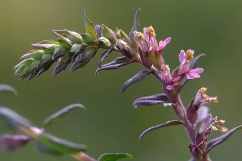 Spring Tooth, Odontites Vernus, Tooth Tross, Flora, Plants, Red Bartsia